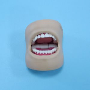 Dental care model - Oral care teaching model - cheek oral model